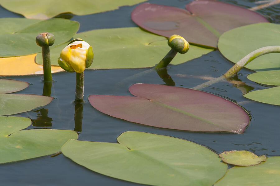 Spatterdock Heart Photograph by Paul Rebmann