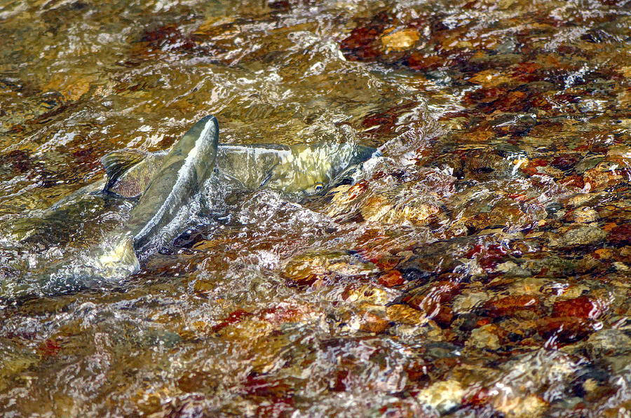 Spawning Chum Photograph by Sharon Talson