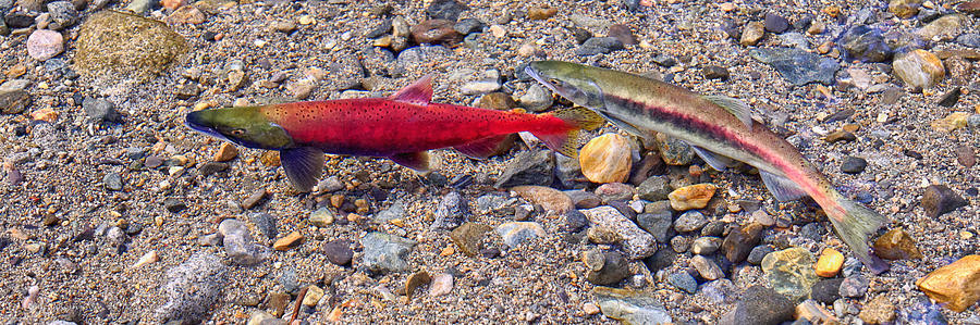 Spawning Pair Photograph by Jim Thompson