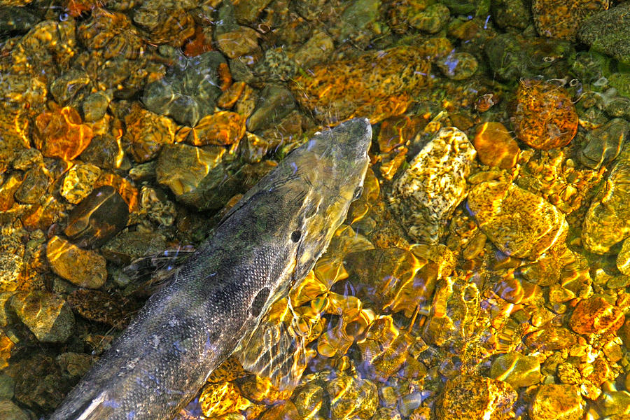 Spawning Salmon in a Creek Photograph by Peggy Collins
