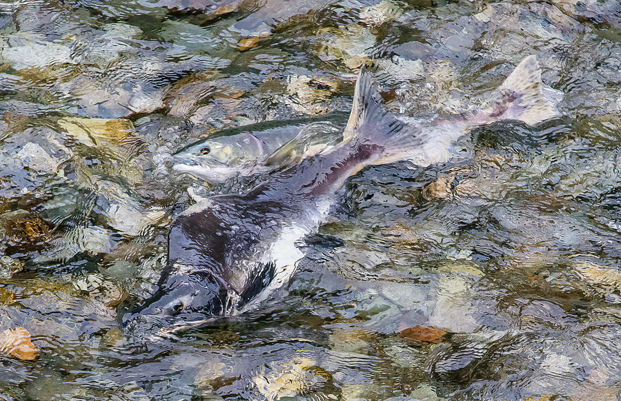 Spawning Salmon Photograph by Mark Little