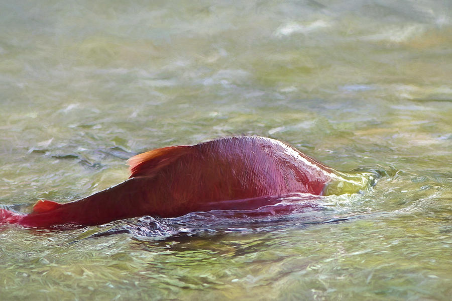 Spawning Sockeye digital oil painting Photograph by Sharon Talson