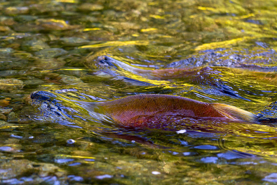 Spawning Sockeye Salmon Photograph by Michael Russell