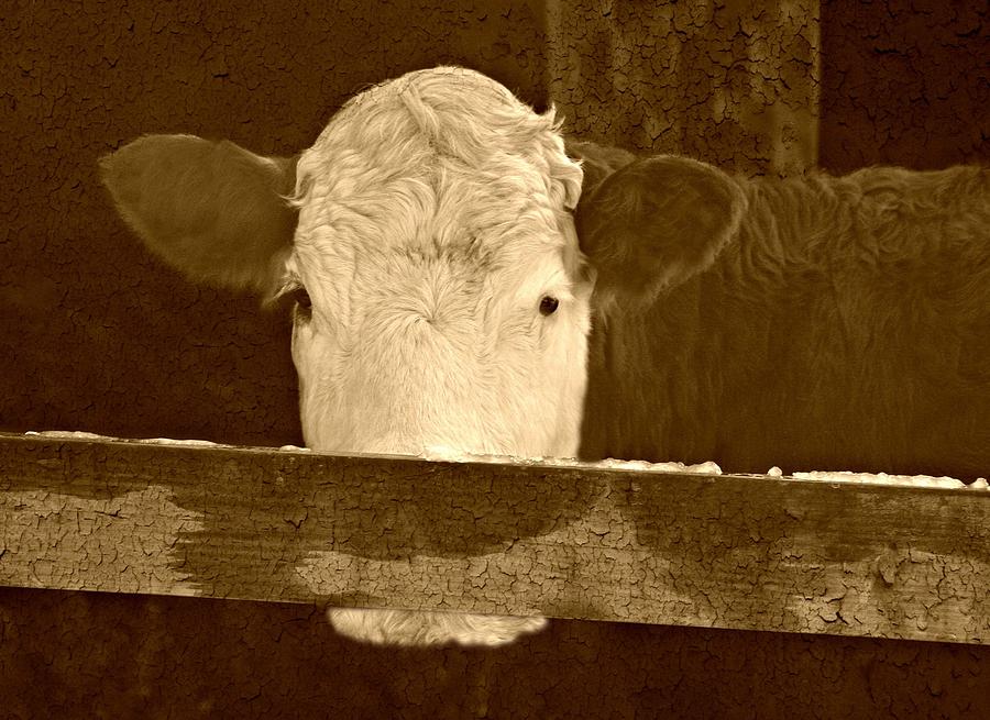 Cow Photograph - Speak No Evil by Barbara S Nickerson