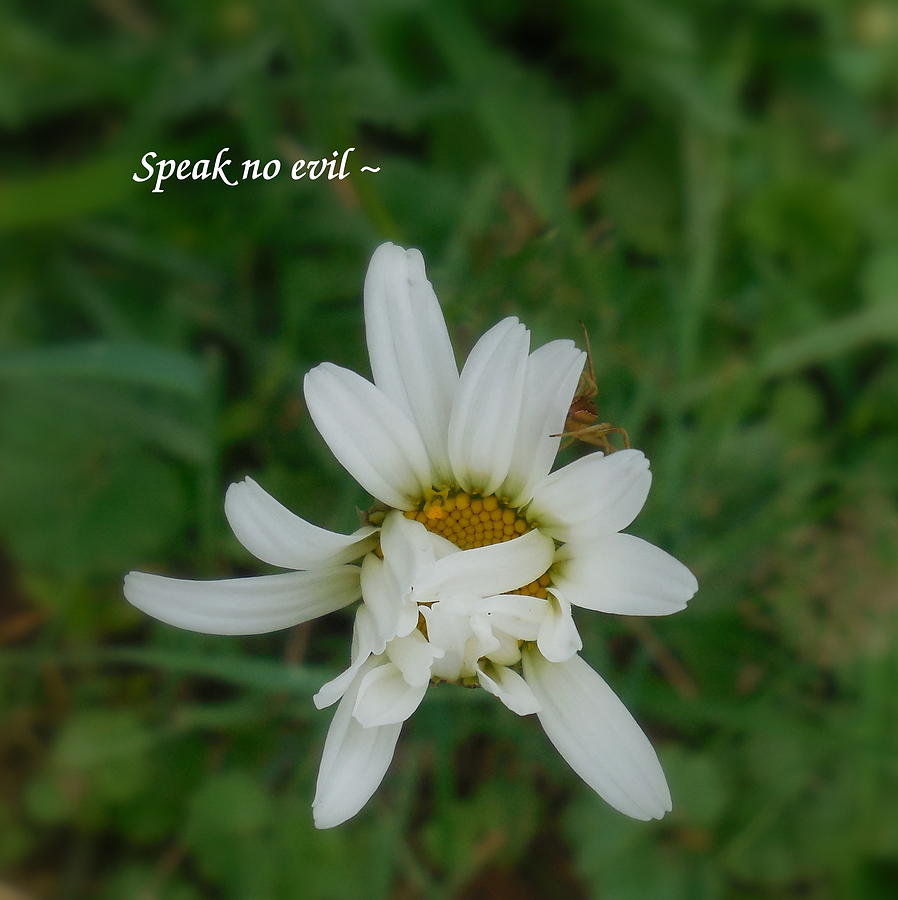 Speak No Evil Photograph by Diannah Lynch