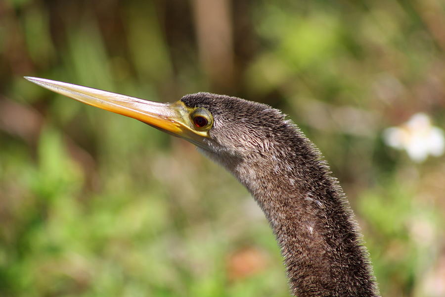 Spear Beak Photograph By Christiane Schulze Art And Photography