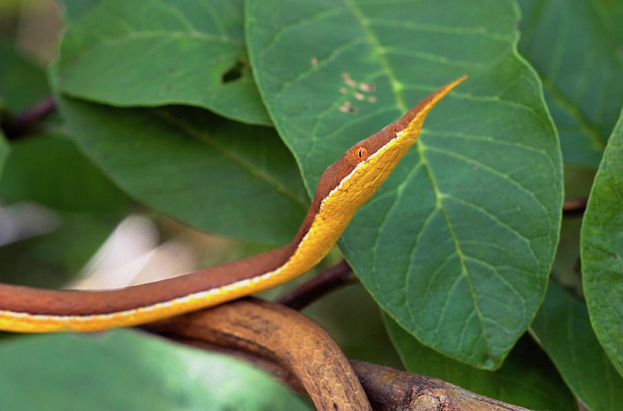 Spear Nose Snake (langaha Photograph by Andres Morya Hinojosa - Fine ...