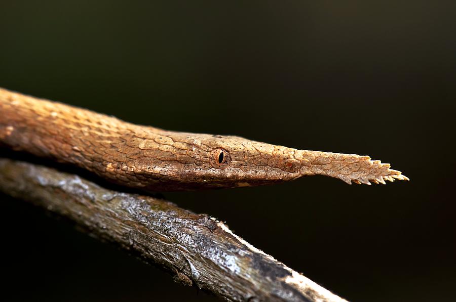 Spear-nosed snake Photograph by Science Photo Library - Fine Art America