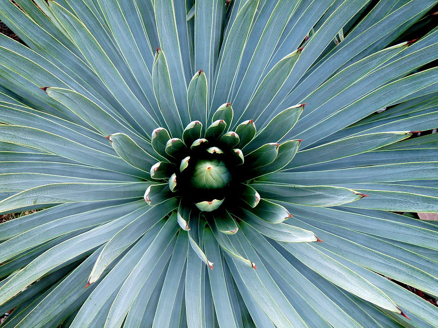 Spear Succulent Photograph by Jeff Lowe