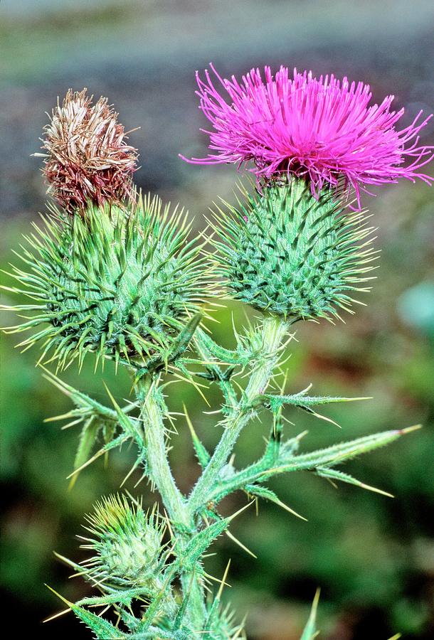 Spear Thistle (cirsium Vulgare) Photograph by Bruno Petriglia/science Photo Library