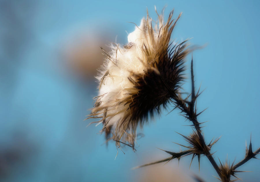 Spear Thistle (cirsium Vulgare) Photograph by Maria Mosolova/science Photo Library