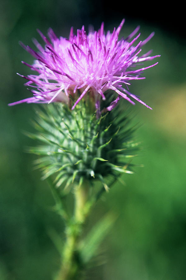 Spear Thistle (cirsium Vulgare) Photograph by Rachel Warne/science Photo Library