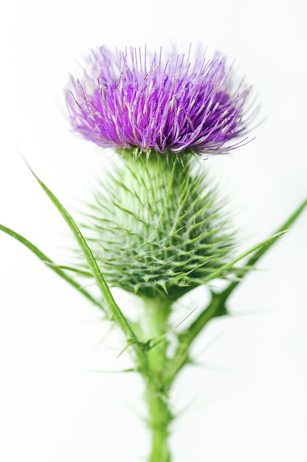 Spear Thistle (onopordum Sp.) Photograph by Gustoimages/science Photo Library