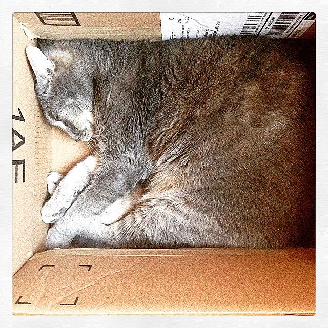 Cat Photograph - Special Delivery by Anne Phillips