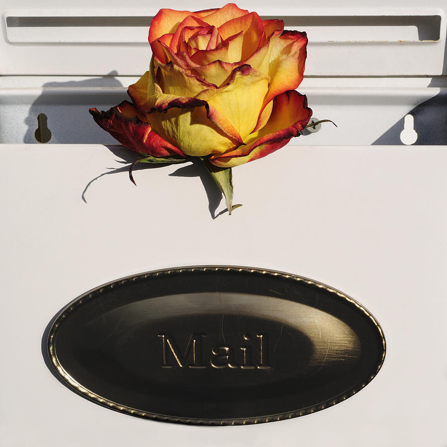 Rose Photograph - Special Delivery by Luke Moore