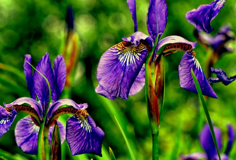 Iris Photograph - Special Gifts From Above...... by Tanya Tanski