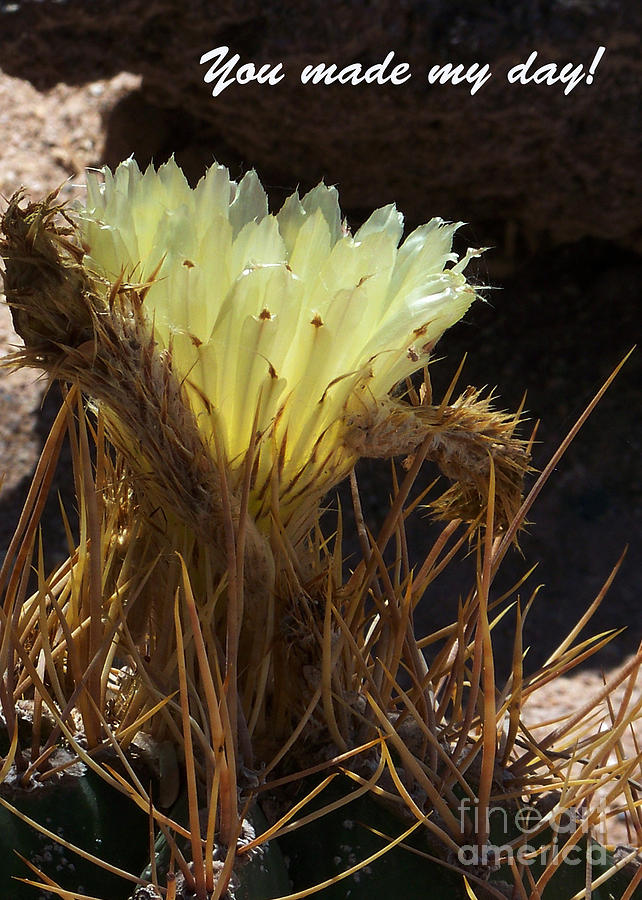 Special Occasion Card - Barrel Cactus flower Photograph by Kathy McClure