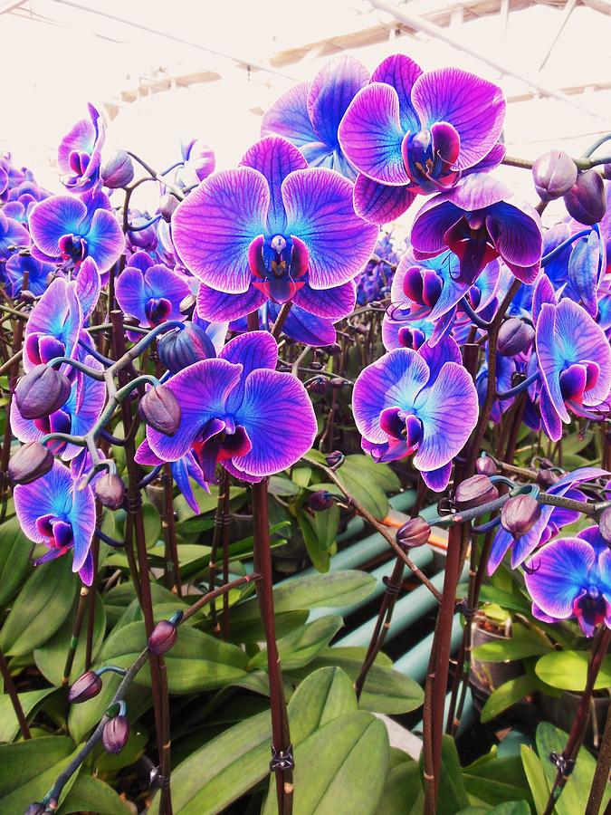 Why Orchids are Special 