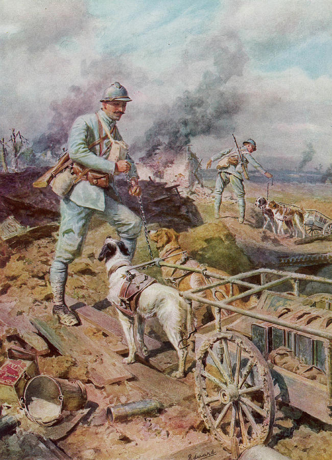 Specially Trained War Dogs Bringing Drawing by Mary Evans Picture ...