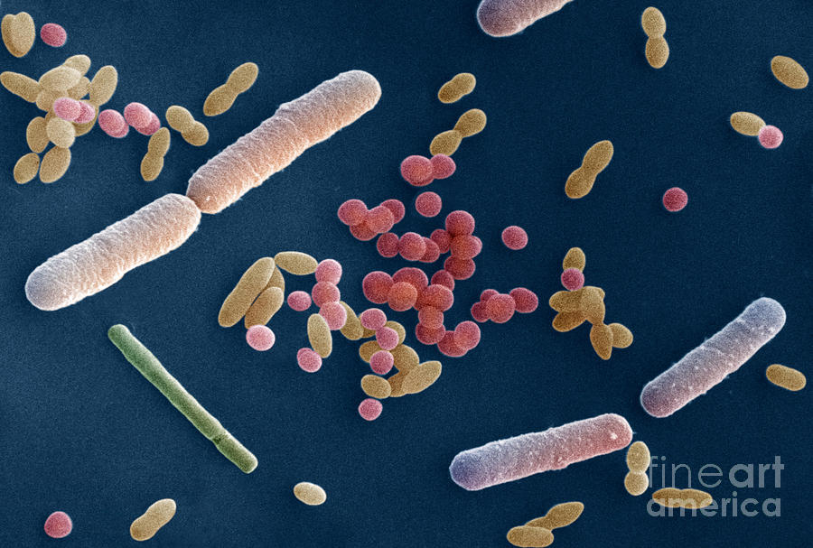 Sem Photograph - Species Of Bacteria by David M. Phillips