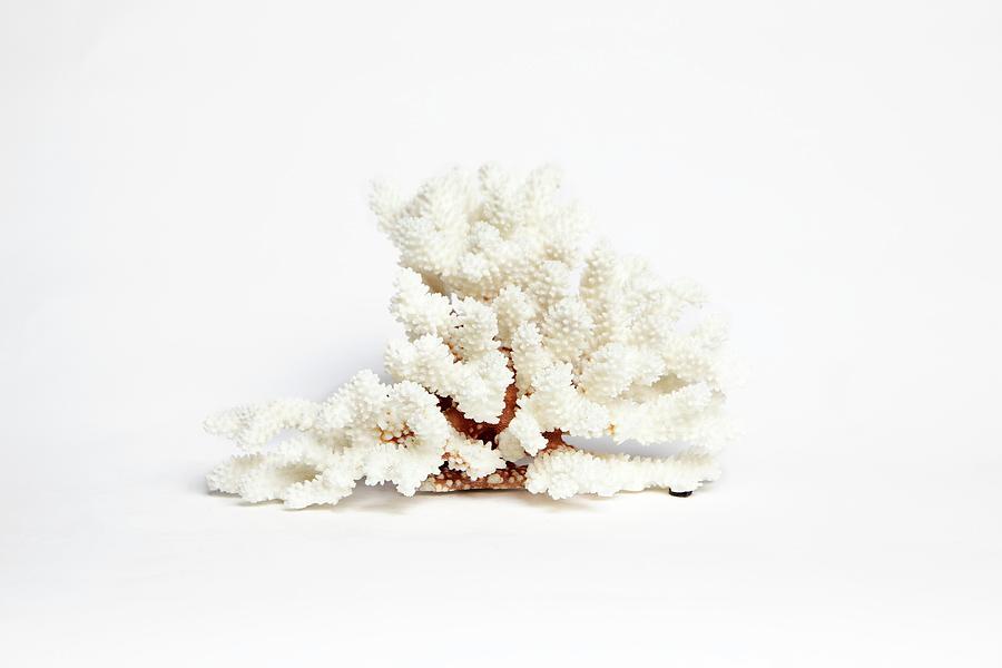Specimen Of Coral Photograph by Gregory Davies