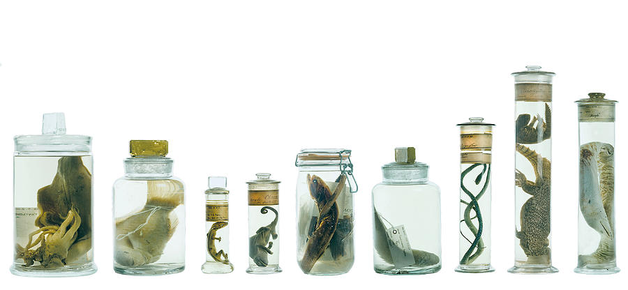 Specimens In Spirit Jars Photograph by Natural History Museum, London