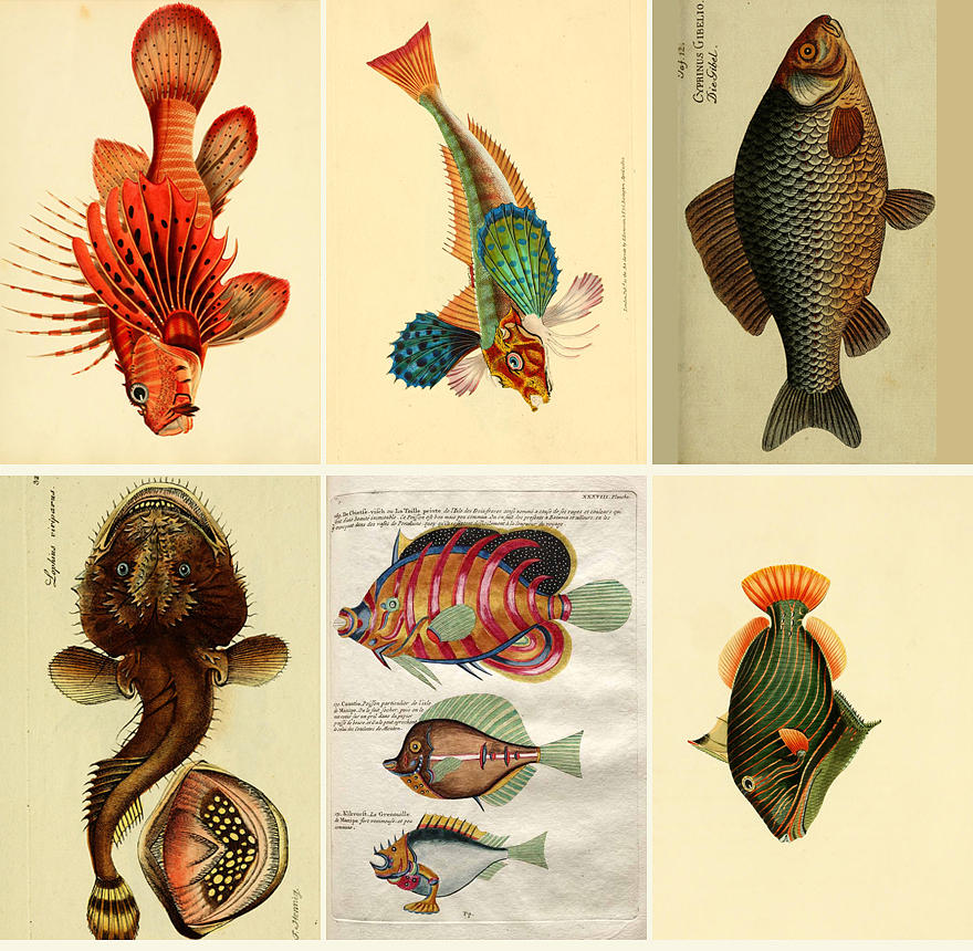 Fish Drawing - Specimens of the cold sea by Emis Miko