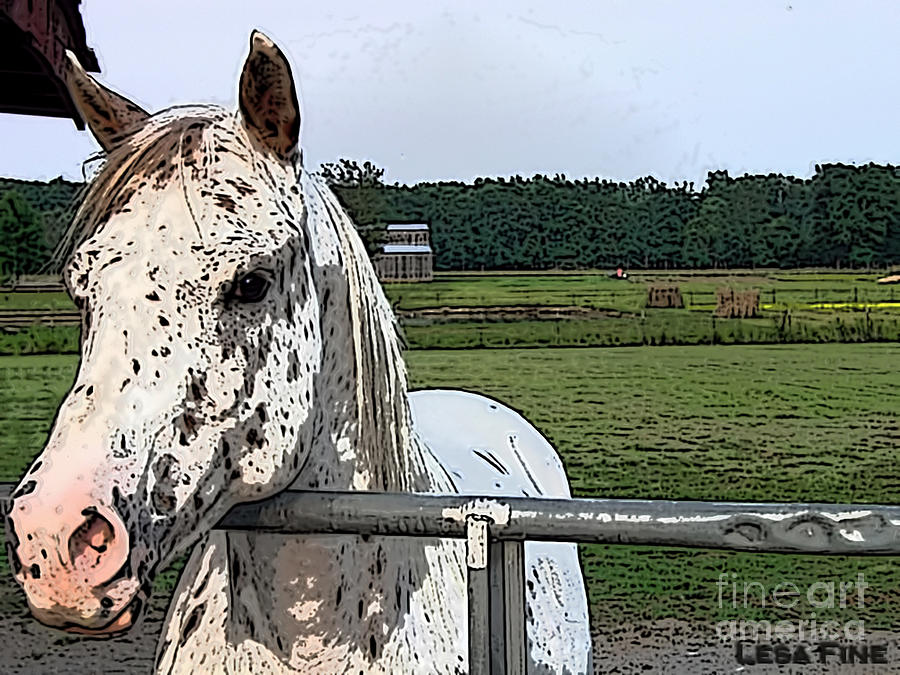 Horse Photograph - Speck at the Gate by Lesa Fine