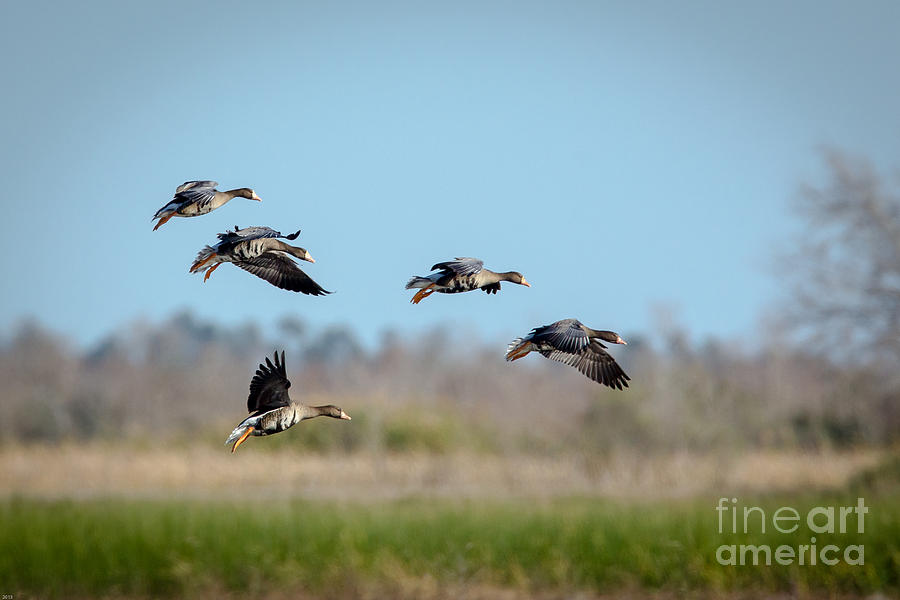 Speckled Belly Geese Coming in For a Landing Photograph by Kelly ...