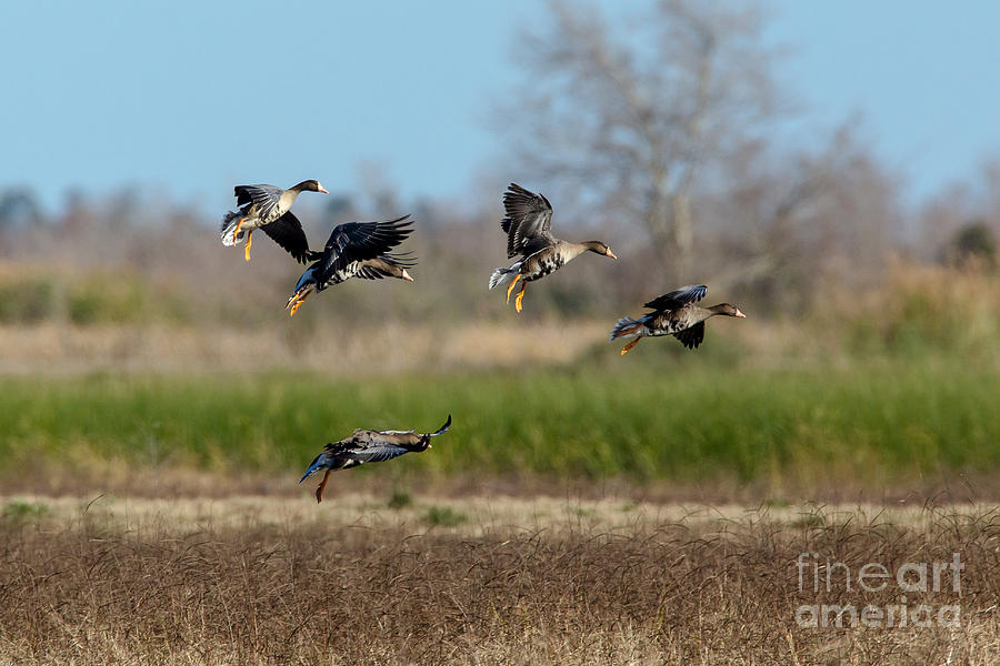 Geese Photograph - Speckled Belly Geese Landing by Kelly Morvant