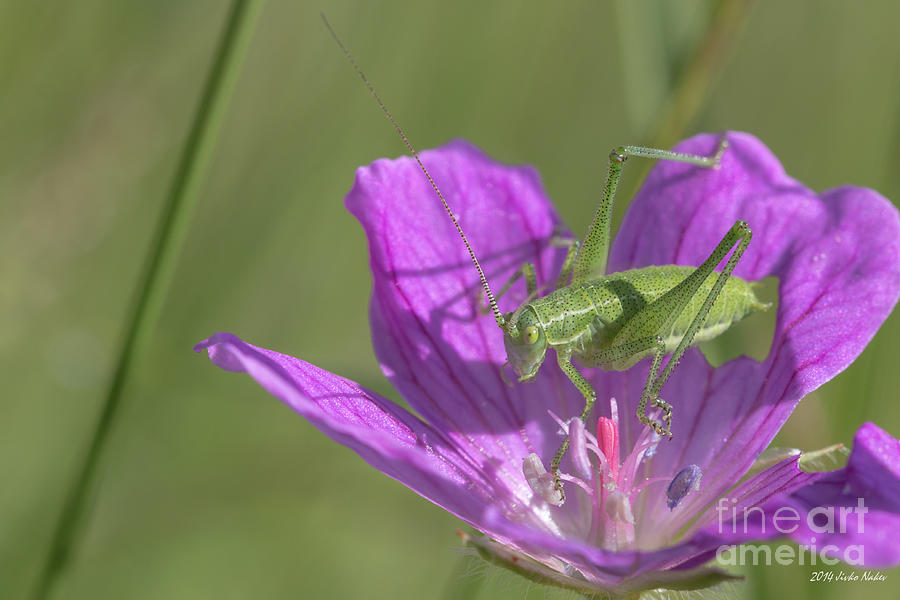 Speckled bush-cricket Close up Photograph by Jivko Nakev