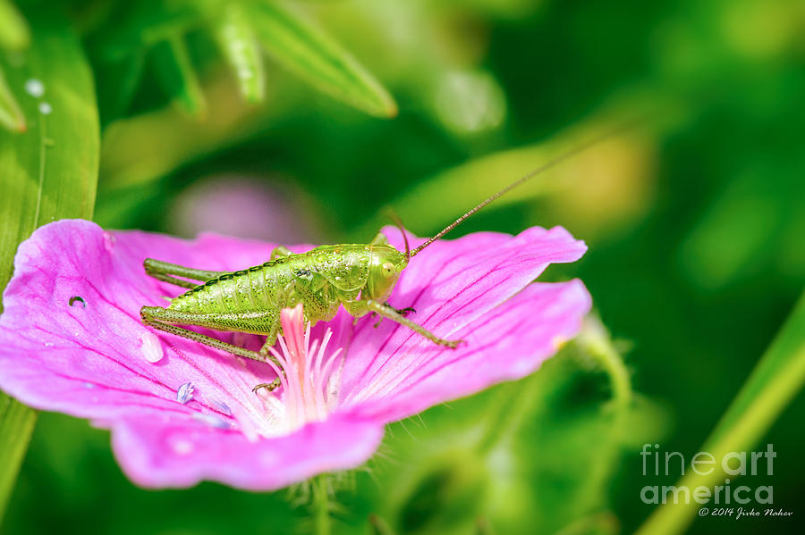 Speckled bush-cricket Photograph by Jivko Nakev