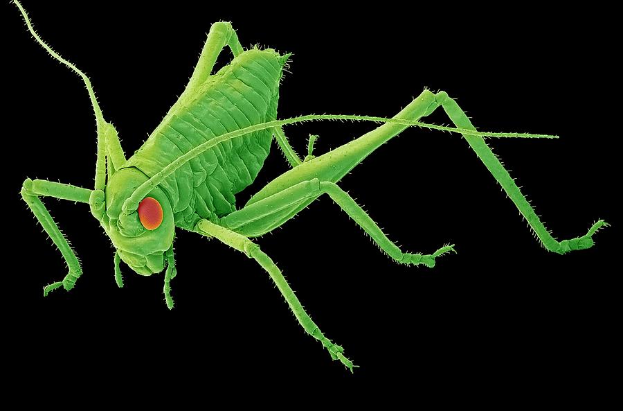 Cricket Photograph - Speckled Bush-cricket Nymph. Sem by Steve Gschmeissner