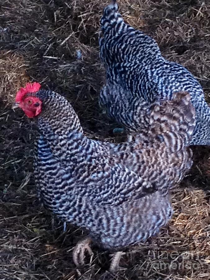 Speckled Chickens Photograph