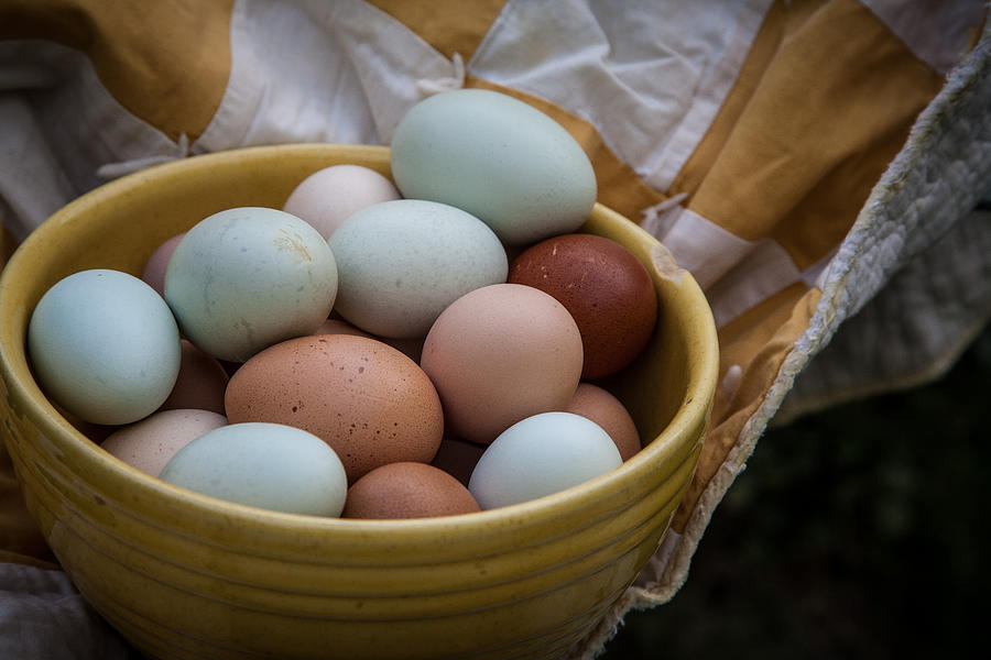 Speckled eggs Photograph by Toni Hopper