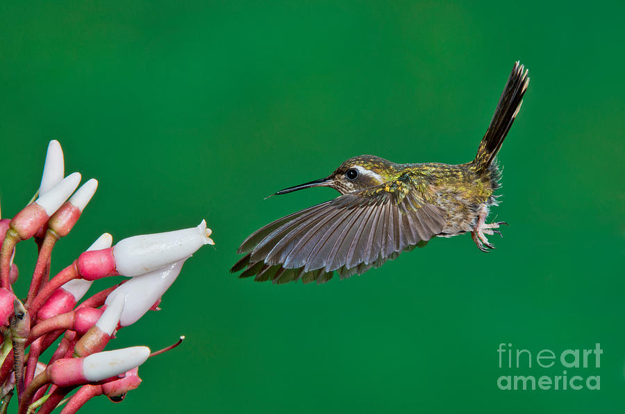 Hummingbird Photograph - Speckled Hummingbird by Anthony Mercieca