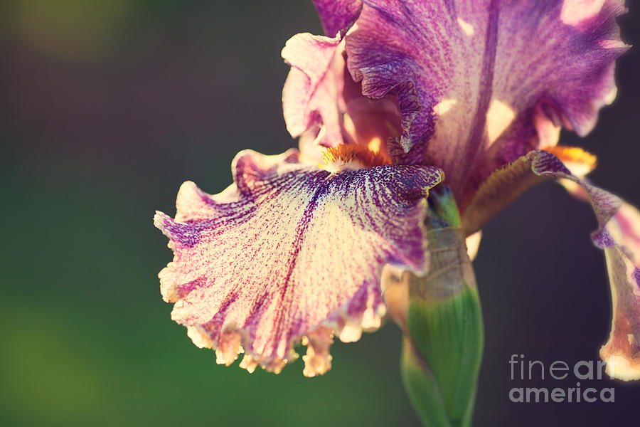 Speckled Iris Photograph