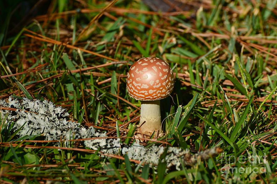 Nature Photograph - Speckled Mushroom by Kathy Baccari