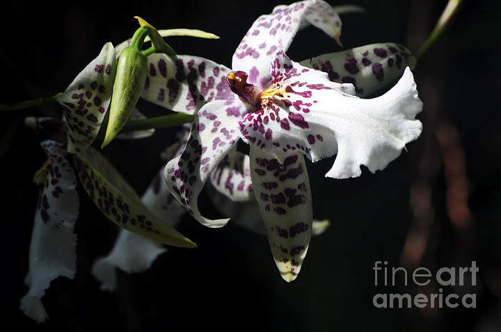Speckled Orchid Photograph by Nona Kumah