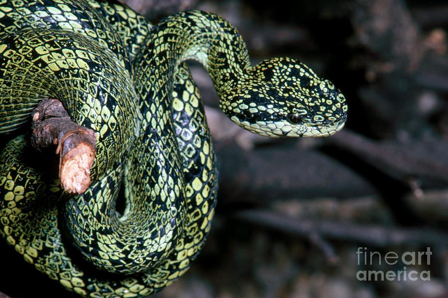 Speckled Palm Viper Photograph by Gregory G. Dimijian, M.D.