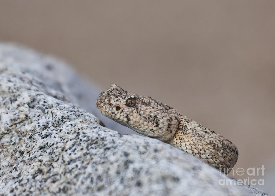 Speckled Rattlesnake Crotalus mitchellii Photograph by Liz Leyden