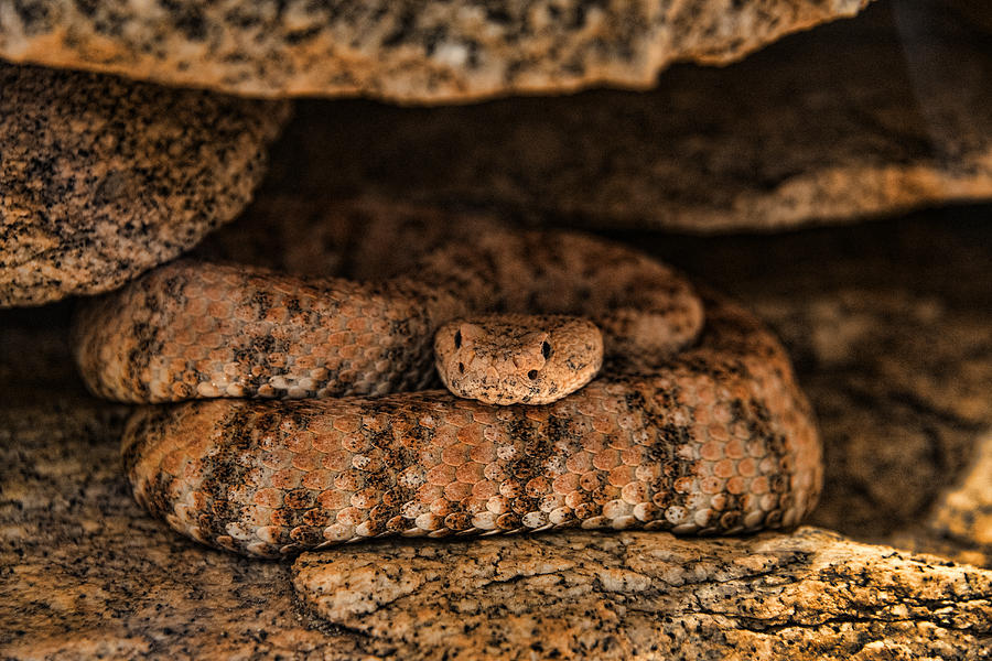 Nature Photograph - Speckled Rattlesnake by Mark Newman
