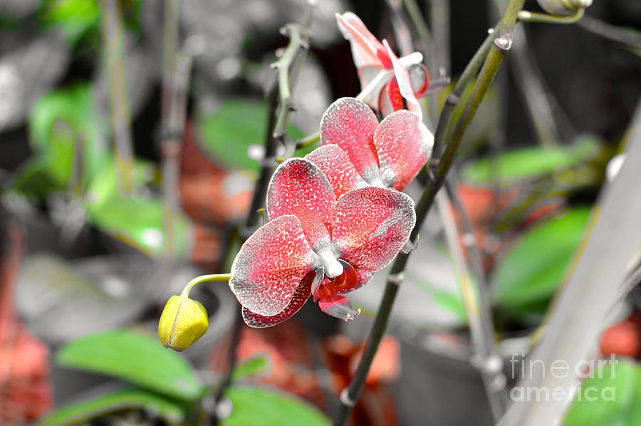 Speckled Red Orchid Photograph by Laura Forde
