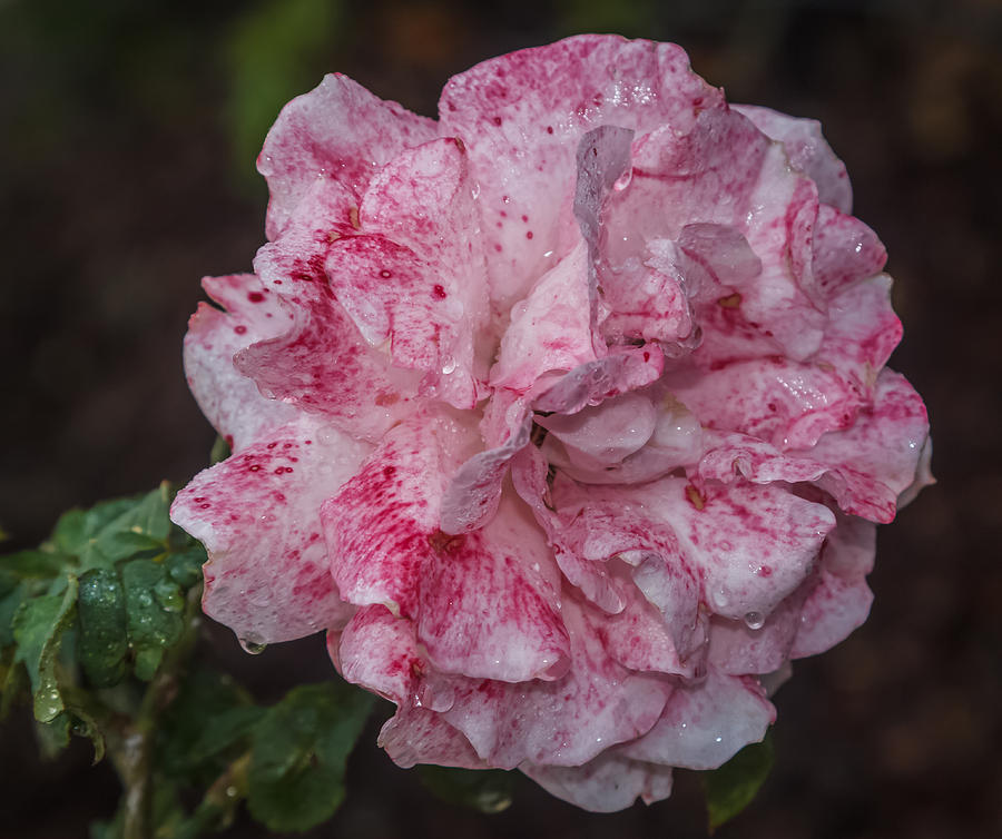 Speckled Rose Photograph by Jane Luxton