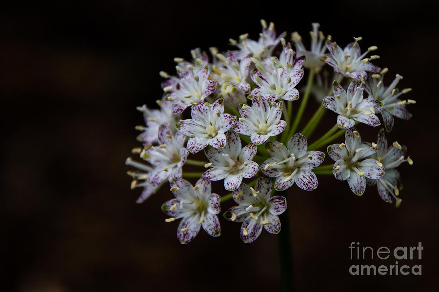 Flowers Still Life Photograph - Speckled Wood Lily by Brenda Combs