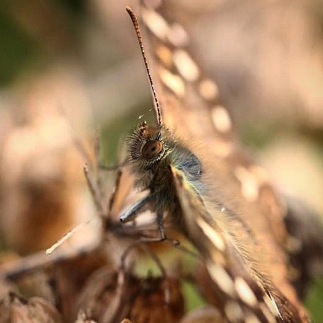 #speckledwood #100daysofnature #day63 Photograph by Miss Wilkinson