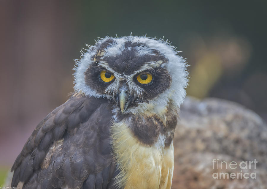 Spectacle Owl Photograph by Mitch Shindelbower