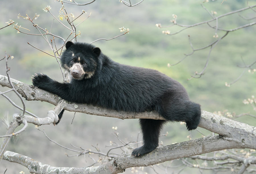 Spectacled Bear Chaparri Reserve Peru Photograph by Kevin Schafer