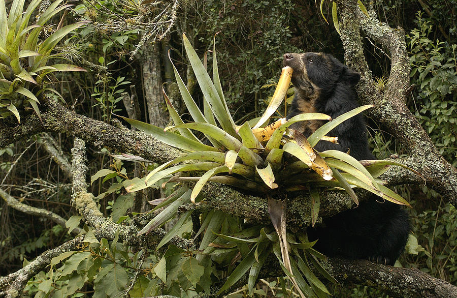 Spectacled Bear Feeding On Bromeliads Photograph by Pete Oxford