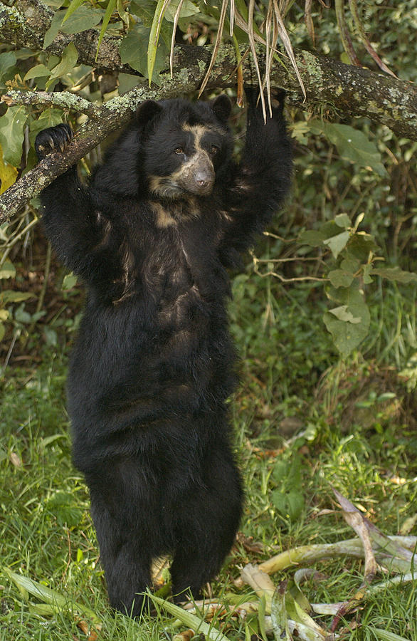 Spectacled Bear In Cloud Forest Photograph by Pete Oxford